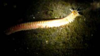 Play with Bobbit Worm 1海怪 in Lembah [upl. by Amoritta]