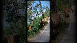 Pahad and you ❤️🌸 love song uttarakhand pahad youtubeshorts channelsubscribe viralvideo [upl. by Otila]