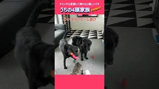 日課のボール遊び♪ ペット占い 多頭飼い トイプードル フラットコーテッドレトリバー フレンチブルドッグ ラブラドールレトリバー 大型犬 ペット 面白 可愛い [upl. by Orravan336]