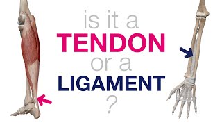 🪢 What Are Tendons And Ligaments [upl. by Dolorita]