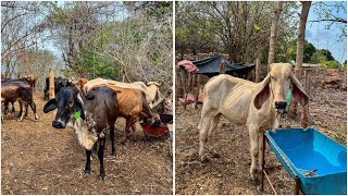 🐄😱Utilizamos una nueva vitamina para el ganado CATOSAL 🐄😱 [upl. by Donegan]