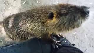 Friendly Nutria Coypu says Hello [upl. by Okier]