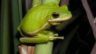 Hyla cinerea  Green treefrog [upl. by Mehalek994]