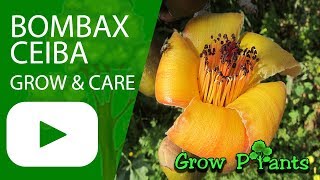 Bombax ceiba  grow amp care [upl. by Toomin]