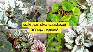 Begonia plants varities Coleus plants cuttings available for sale [upl. by Lyrrad]