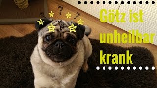 Hund Götz hat Epilepsie  Der Anfall die Diagnose die Medikamente [upl. by Nine]