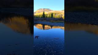 Fall in Crested Butte river views while biking shanakaplanphotography [upl. by Bambie]