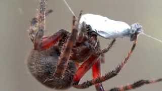 Spider wrapping and feeding on ant [upl. by Riocard]