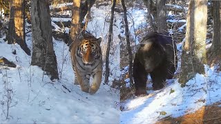 Male Ussuri brown bear amp Amur tigers [upl. by Dlawso189]