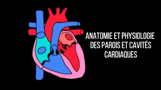 Anatomie et physiologie des parois et cavités cardiaques [upl. by Richmound]