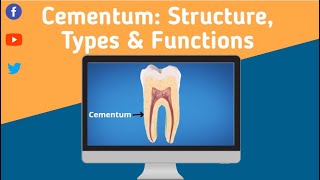 Cementum Structure Types and Functions [upl. by Anassor]