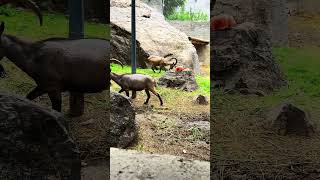 Markhor🐐🇵🇰 nature markhoor mountains motovlog  peace wildlife viralvideo foryou [upl. by Crist377]