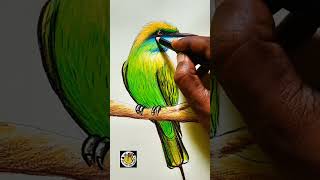 Green beeeaterbird রঙ পেন্সিলে সবুজ পাখি। drawing art colors birds shortvideo shorts learn [upl. by Austine173]