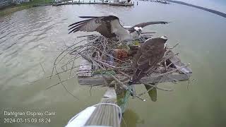 Dahlgren Osprey Cam Jeck has started his new season New toys are starting to fly to the nest 😂 [upl. by Eizle]