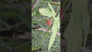 🌹⁷☆•⁵ Lollipop Climber शिवलिंगी Shivalingi Diplocyclos palmatus in Gourd Family Cucurbitaceae [upl. by Bluefield439]