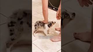 Cute puppy born without a tail shorts [upl. by Googins269]