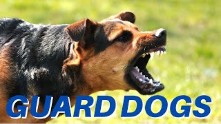 DOGS BARKING Angry Dogs  Real Guard Dogs  Defending You Free Download MP3 [upl. by Cone]