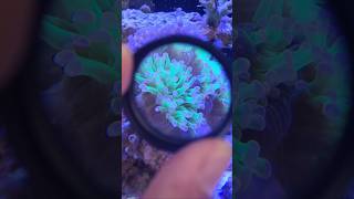 Euphyllia green 🤤 marineaquarium nanotank coral reeftank aquarium [upl. by Ymeon]