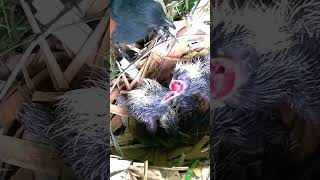 Greater coucal Birds force baby frogsEp12 [upl. by Llenaj]