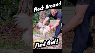 Just Flocking Around chickens coop homestead gardening family vlog diy [upl. by Eiboh]