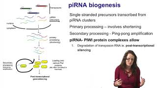 6 Noncoding RNAs piRNAs [upl. by Rabka]