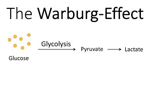 The WarburgEffect  Glucose Metabolism in Cancer [upl. by Koffman502]