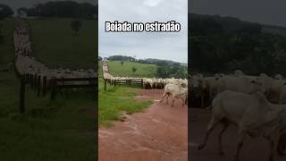 Boiada pesada🐂🐂🐂🐄🐄🐄🐄❤️🥰🫶😇🙏🏻🏡 [upl. by Aracat58]