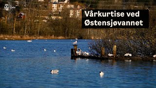 Fugler og vårkurtise ved Østensjøvannet 🦆🦢 [upl. by Anaugahs]