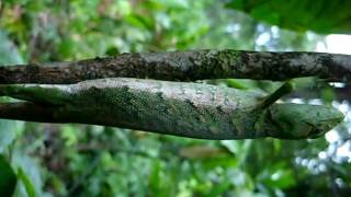 Polychrus marmoratus  Guyane  2009 [upl. by Teevens]