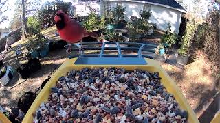 Our 2nd Customer  Male Northern Cardinal  Backyard Bird Feeder 11222024 [upl. by Renferd]