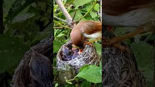 Yellow eyed babbler bird three babies P 3 shorts [upl. by Esilram]