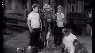 Lassie  Episode 52  quotThe Vetquot  Season 2 26 03041956 [upl. by Orfield]