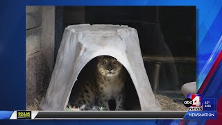 Hogle Zoo snow leopard known for ‘starcrossed eyes’ dies at age 15 [upl. by Ailsun523]