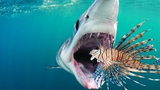 Teaching Sharks to Eat Invasive Lionfish Raw Footage [upl. by Dnalram]