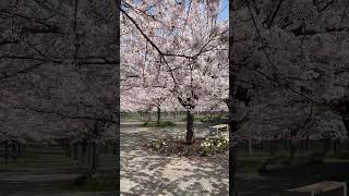 JAPANS CHERRY BLOSSOMS  Alexia Kaybee [upl. by Ahsilahs369]