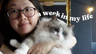 vlog  ikea trip fixing my desk uniqlo vs baggu bag taekwondo grading cat fights and cuddles [upl. by Niltiac518]