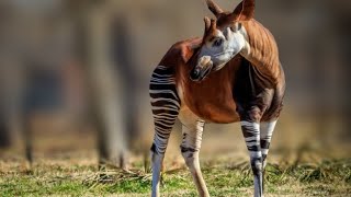 Why does the okapi have a shape similar to a giraffe but stripes like a zebra [upl. by Sucerdor]