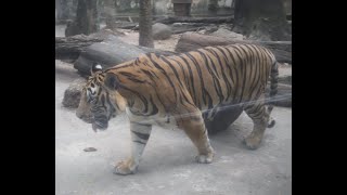 Indochinese Tiger [upl. by Grekin525]