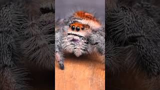 adorable jumping spider [upl. by Reiner]