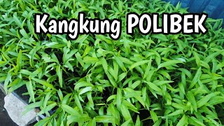 ini kangkung 17 hari tanam POLIBEK mulai lebat [upl. by Gilliette]