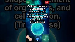 The cytoskeleton helps with cell shape movement of organelles and cell division TrueFalse [upl. by Nedyah]