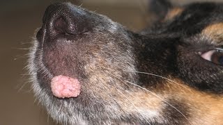 Effecitve amp Speedy Help for Canine Oral Papilloma Warts  Nzymes [upl. by Cornwall234]