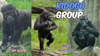 The Little Gorilla Boboto Is Very Mischievous  The Kidogos Family [upl. by Laurena]