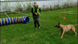 Agility trénink Belgický ovčák malinois Fatty z dračího údolí [upl. by Ruddy899]