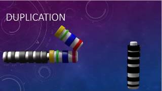 CHROMOSOMAL STRUCTURE DELETIONS DUPLICATIONS TRANSLOCATIONS INVERSIONS [upl. by Barbie]