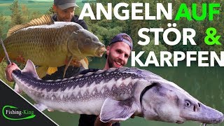 Die 7 BESTEN Tipps für erfolgreiches STÖR amp KARPFENANGELN am FORELLENSEE  FishingKingde [upl. by Ennaoj]