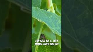 Jumping Spider Fun Facts  TPWDiscover shorts [upl. by Sidwell575]