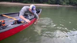 Chattahoochee Fly Rod Striper [upl. by Harim]