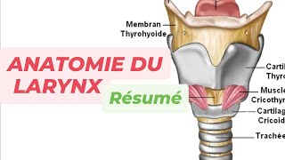 LE LARYNX  Résumé [upl. by Tonl]