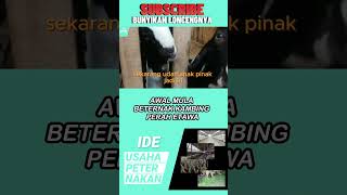 Awal mula beternak kambing perah etawa part 2 ternaksukses susukambingetawa kambingetawa [upl. by Johnny]